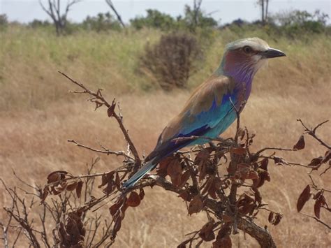 MANYARA NATIONAL PARK – Africa Camps Bay Tours