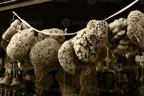 Natural Bath Sponge - BW 959221 Stock Photo at Vecteezy