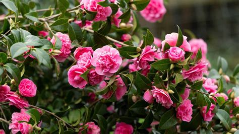 Pruning camellias: top tips for this winter-flowering shrub | Gardeningetc