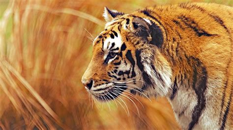 Wallpaper : animals, photography, tiger, wildlife, big cats, whiskers, roar, Safari, fauna ...