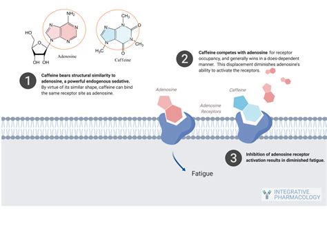 Flash Card: How Caffeine Keeps You Awake – Integrative Pharmacology