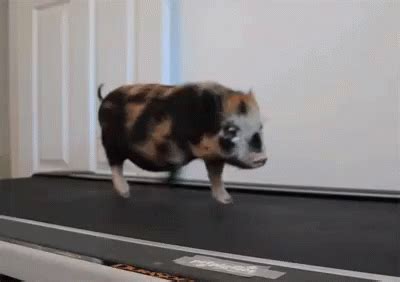 Exercise GIF - Pig Exercise Gym - Discover & Share GIFs