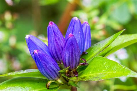 15 Flowering Shade Perennials for Fall