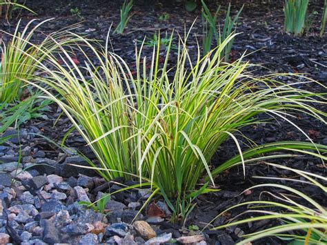 Acorus gramineus (Sweet Flag) 'Oborozuki' - The Obsessive Neurotic Gardener