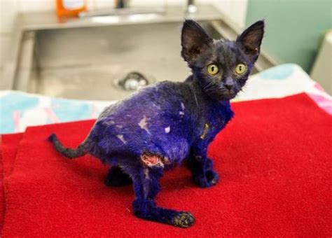 “Smurf” kitten recovering from emergency surgery – East Bay Times