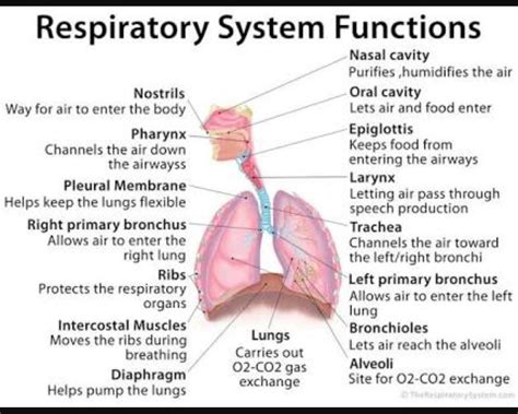 Respiratory system parts and functions short answer - Brainly.in