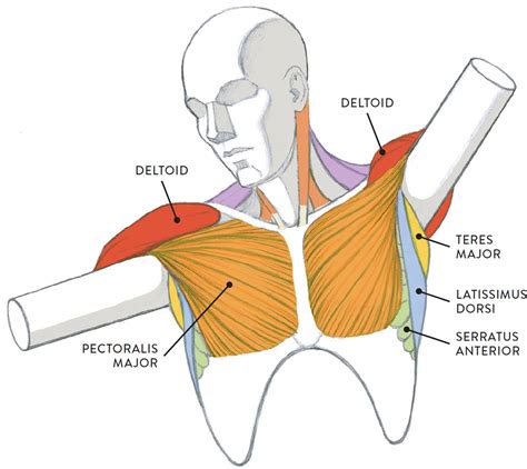 Pectoralis Major Muscle Diagram