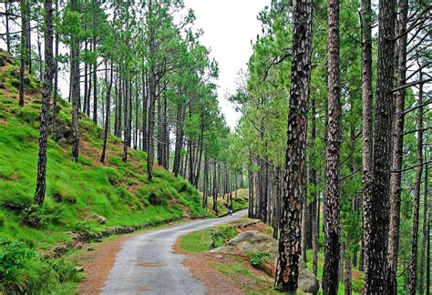 Kotli Sattian - Distt Rawalpindi| Croozi