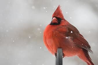 cardinal, bird, red, winter, branch | Pikist