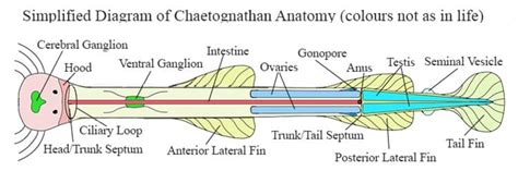 Phylum Chaetognatha (The Arrow Worms) [2022]