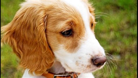 The top 25 best dog breeds | wqad.com