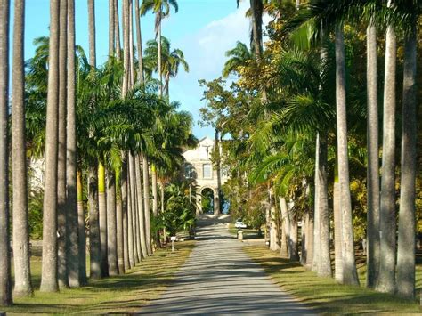 Codrington College | Barbados, Travel life, Famous trees