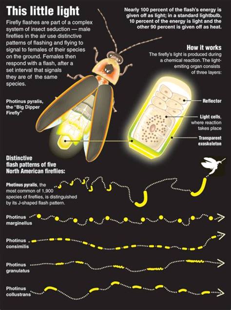 Fireflies, Lightning Bugs, and FLASH BEETLES | The Waterthrush Blog