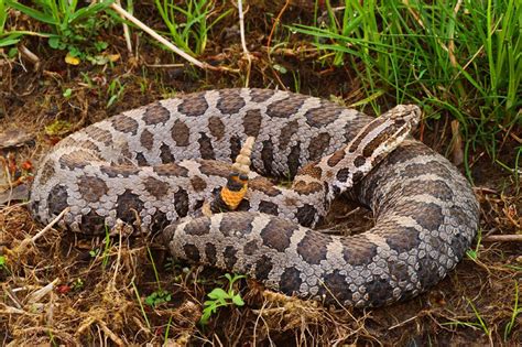 Massasauga snake by Mike Redmer | Rattlesnake, Snake, Reptiles and amphibians