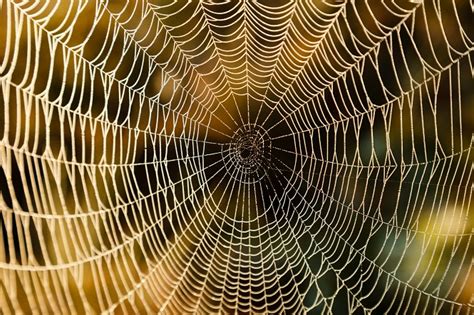 8 Natural Ways to Ward Off Spiders in Your Home - RecycleNation