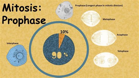 Mitosis : Prophase (details) - YouTube