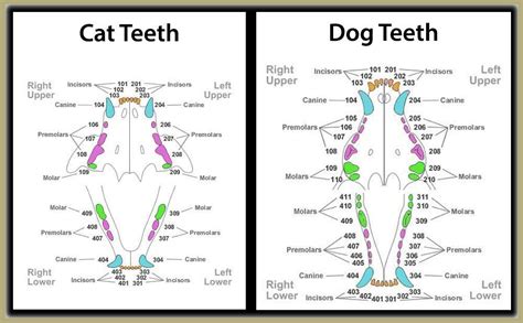 Dental Awareness for Animals — Morris Veterinary Hospital