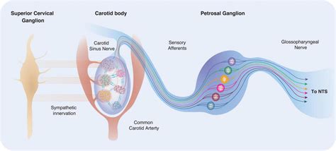 Carotid body location, innervation and connectivity. The carotid bodies... | Download Scientific ...