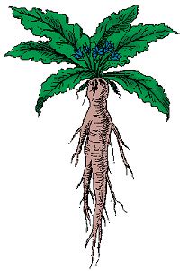 Mandrake Definition & Meaning - Merriam-Webster