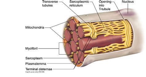 Corbular Sarcoplasmic Reticulum - Google Search | Mitochondria, Botany, Nucleus