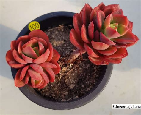 Echeveria juliana / 20 seeds - UnusualSeeds