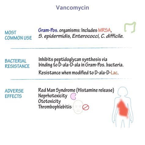 Immunology/Microbiology Glossary: Non-Beta-Lactams | Draw It to Know It