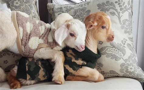 These Baby Goat Will Instantly Brighten Your Day | Reader's Digest