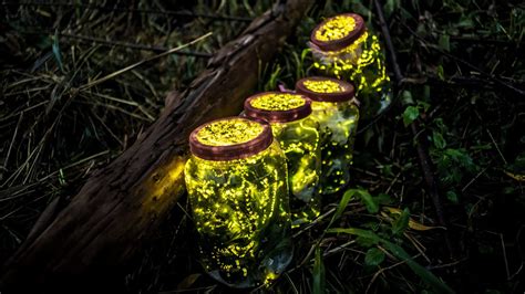 Rising seas threaten to swamp a rare firefly's habitat | Grist