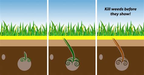 OXAFERT How it works and how to apply – New Lawn Turf