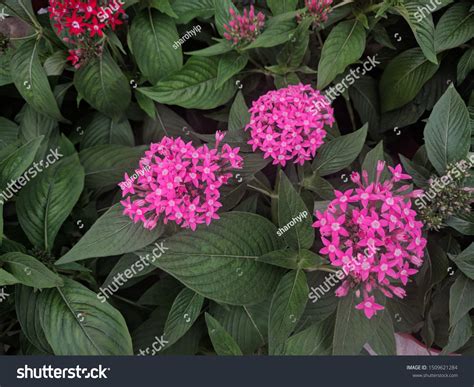 2,518 Pentas Plant Images, Stock Photos & Vectors | Shutterstock