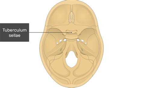 Skull Cranial Floor Bone Markings - Part 1