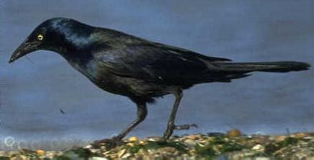 COMMON GRACKLE | The Texas Breeding Bird Atlas