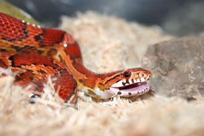 Pet Reptile Pictures: Corn Snake