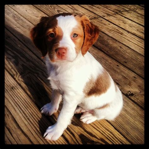 330 best images about Brittany Spaniel on Pinterest | Spaniel breeds, Best dogs and Puppys