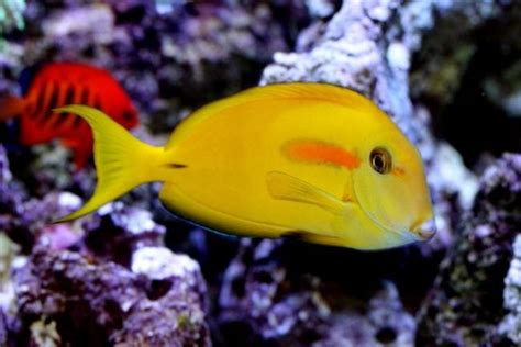 Orange Shoulder Tang For Sale (Acanthurus olivaceus). TOP Care facts. Reefs4Less.com