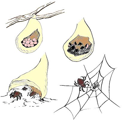 Paso Partners | Unit K: Spiders - Lesson 4: The Spider's Life Cycle (ACTIVITY: Spider Minibook)