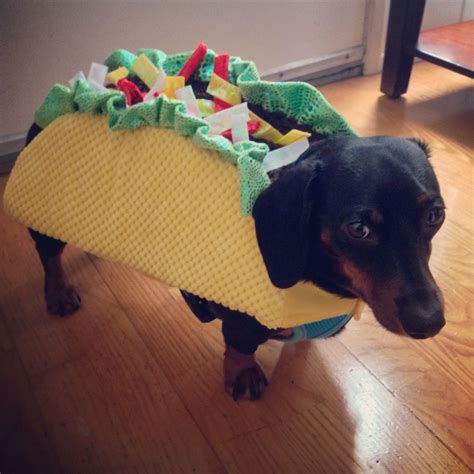 Doxie Taco. My little man, Brisket, dressed for #halloween : ) | Dog halloween costumes, Dog ...