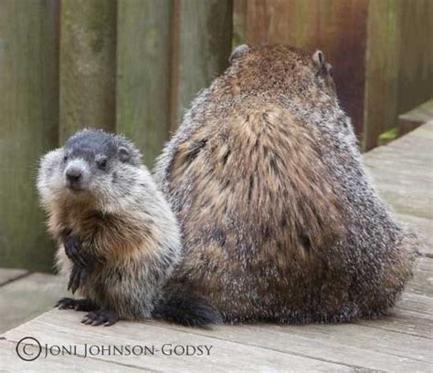 This is one of five baby groundhogs | Baby groundhog, Groundhog, Animals