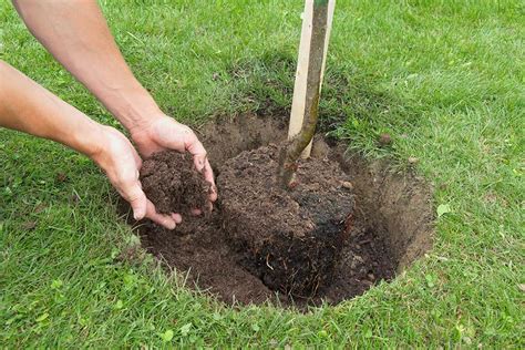 How to Dig a Hole for a Tree in 7 Simple Steps | Pepper's Home & Garden