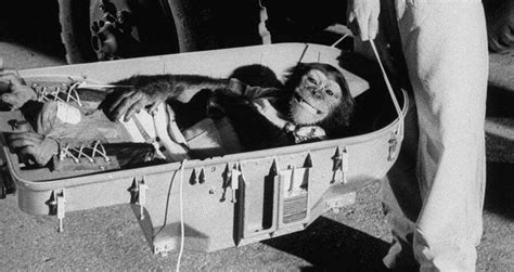 Meet Ham The Chimp, The Animal Astronaut Who Changed History