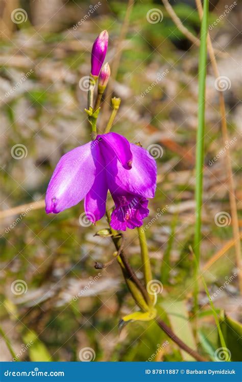 Orchid Growing in La Gran Sabana, Venezuela Stock Image - Image of exotic, america: 87811887