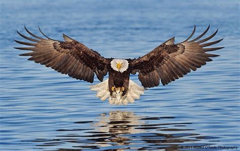Front View Eagle Flying