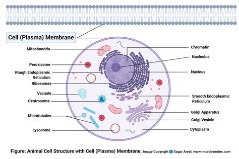 Labeled Plant And Animal Cell Explain How The Structure Of Plasma ...