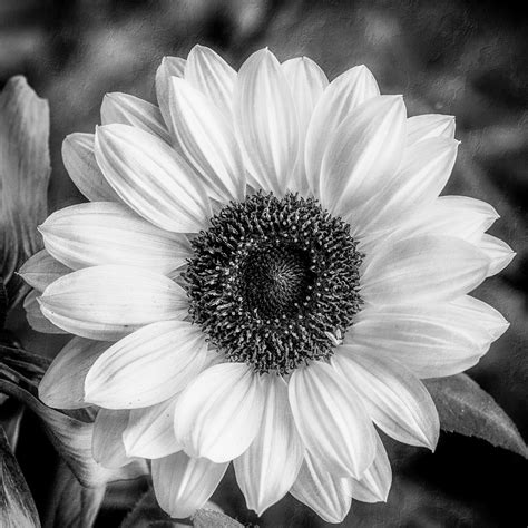 Black and White Sunflower Photograph by Anita Miller - Pixels