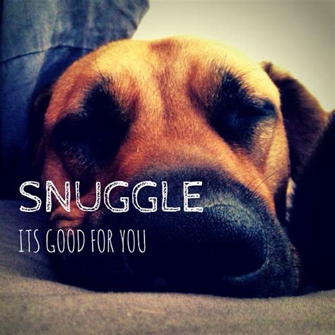 Life is better with a snuggle buddy! | Puppy snuggles, Dog quotes, Cute animal pictures