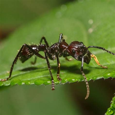 10 Most Venomous Insects in the World