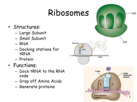 Ribosomes Function | Introduction, Location & Structure