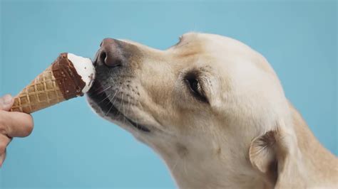 Happy Dog Eating Ice-cream - Stock Video | Motion Array