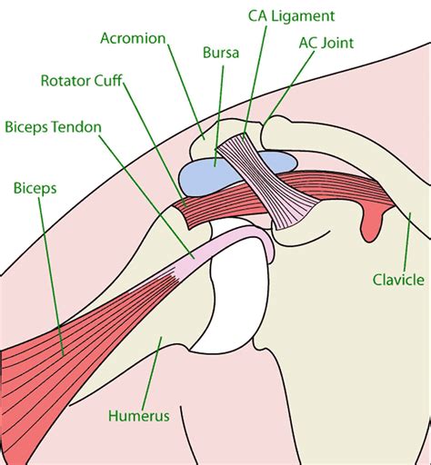 Acromion of scapula, acromion types and acromion fracture