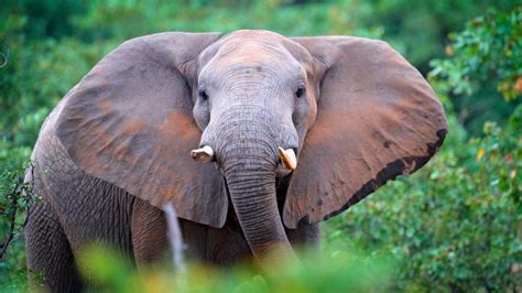 Ivory Coast's forest elephants are currently in mass extinction